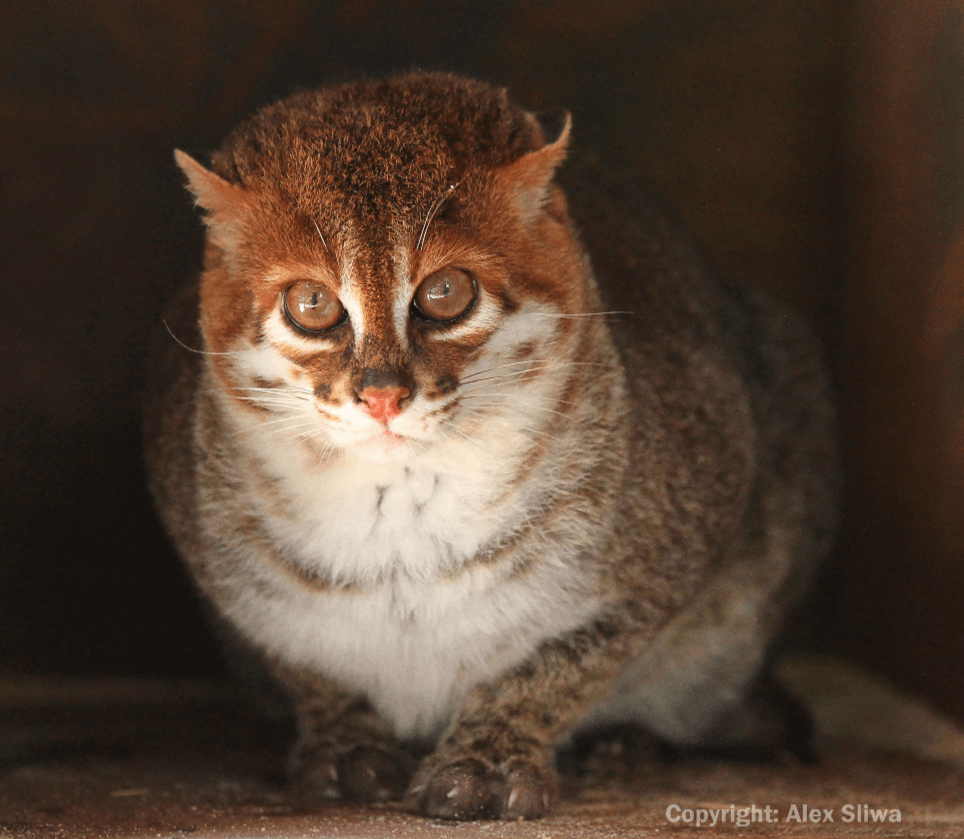 The flat-headed cat! (Prionailurus planiceps)