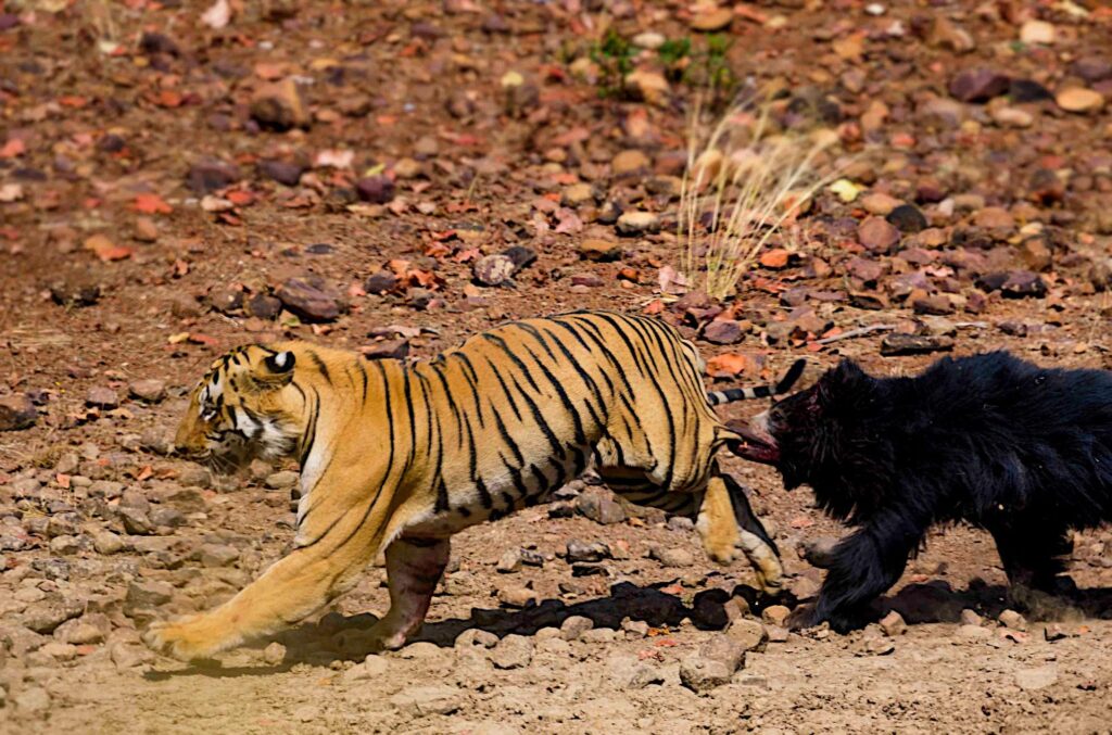 A sloth bear encourages a tiger to leave it’s territory