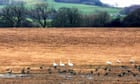 Country diary: Hello to the incoming geese, farewell to a deer friend | Sean Wood