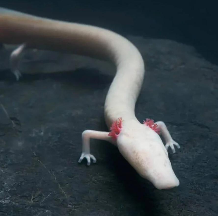 Olm: Proteus anguinus