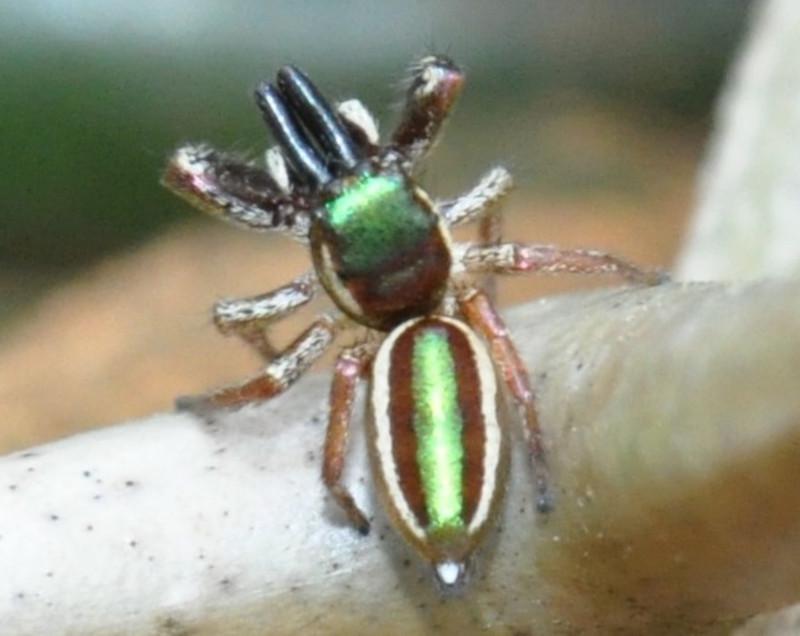 The Bagheera kiplingi is a species of jumping spider lives in Central and South America. It’s unique in the fact that it’s the only known species of s…