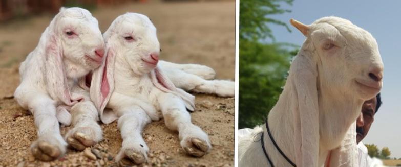 The Gulabi goat was first domesticated for meat and milk production in the Sindh Province, Pakistan. Here you can see a picture of two young ones and …