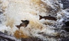 The Guardian view on wild salmon: falling numbers point to a deeper malaise | Editorial