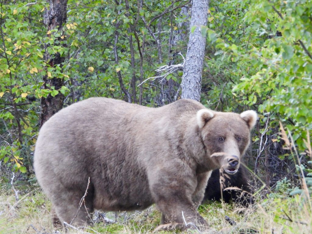 ‘Fat Bear’ champ Grazer beats Chunk, the behemoth that killed her cub