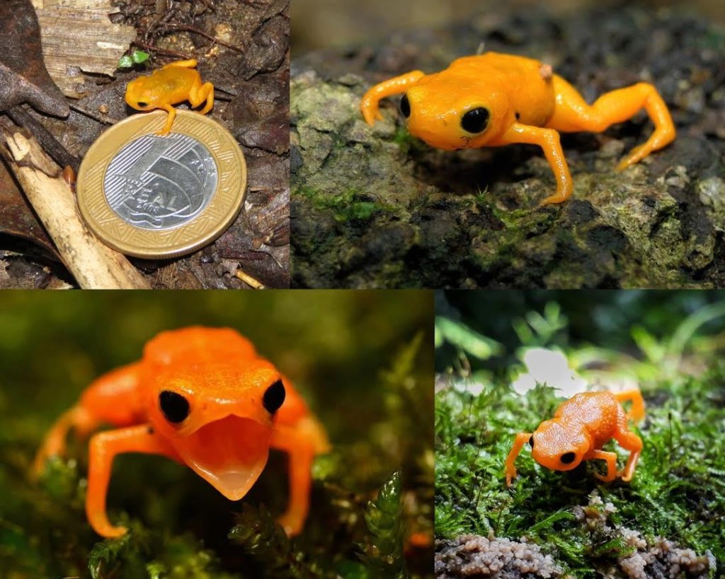 The pumpkin toadlet (Brachycephalus ephippium) may be tiny — only some 18 mm (0.7 in) long — but it’s also gutsy. Male toadlets fight rivals by moving…