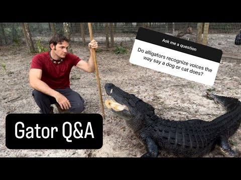 Gator Q&A and sanctuary vlog!!