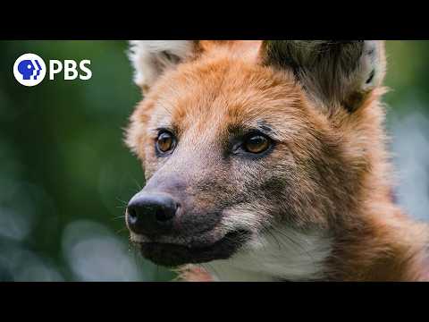 Defending Wild Dogs | Dogs in the Wild | PBS NATURE Documentary