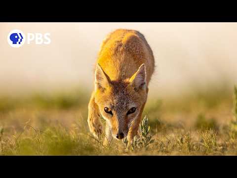 Secrets of Success | Dogs in the Wild | PBS NATURE Documentary