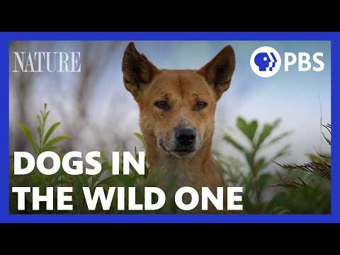 Meet the Family | Dogs in the Wild | PBS NATURE Documentary