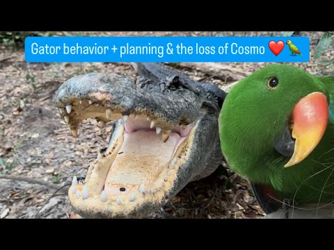 Gator behavior & the loss of Cosmo ❤️🐊