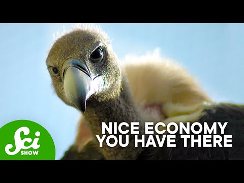 How a Die-Off of Vultures Cost a Country Billions