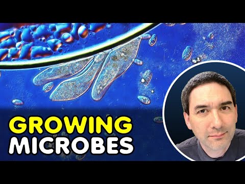 How to grow many microbes from a water sample