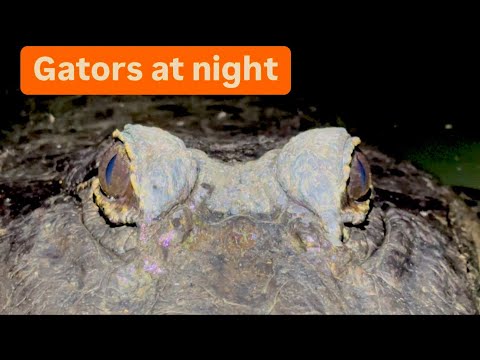 Gators at night