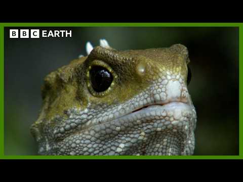 The Reptile Who Walked With Dinosaurs | Narrated by Benedict Cumberbatch | BBC Earth