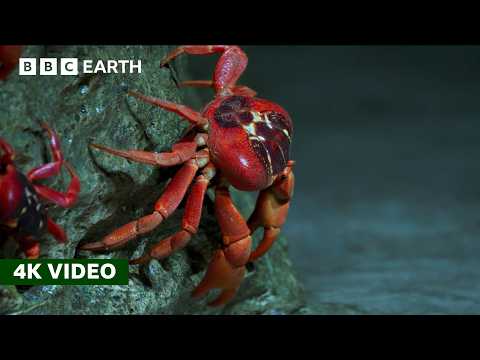 50 Million Red Crabs Take An Epic Trek to the Coast | Perfect Planet | 4K UHD | BBC Earth