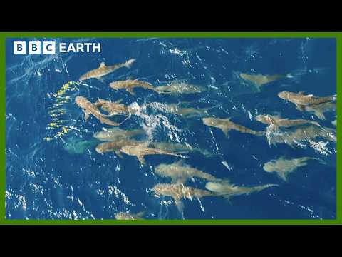 Mob of Sharks Ruthlessly Hunt Fish | Asia | BBC Earth