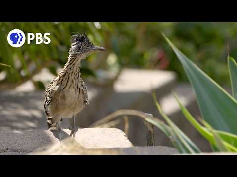 Roadrunner Hunts Hungry Hummingbirds