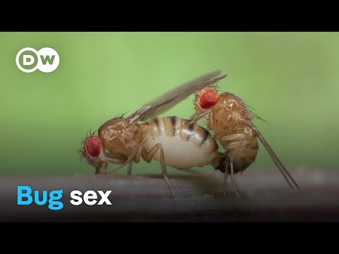 The love games of insects | DW Documentary