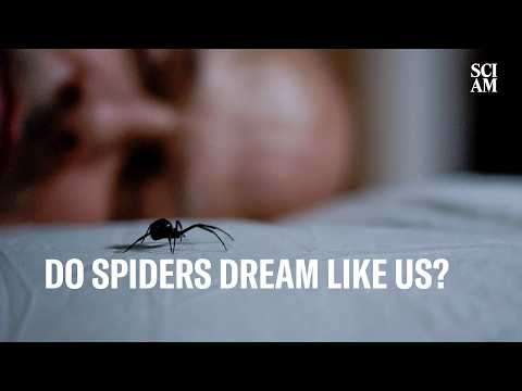 Do Spiders Dream Like Humans Do? This Researcher Wants to Find Out.