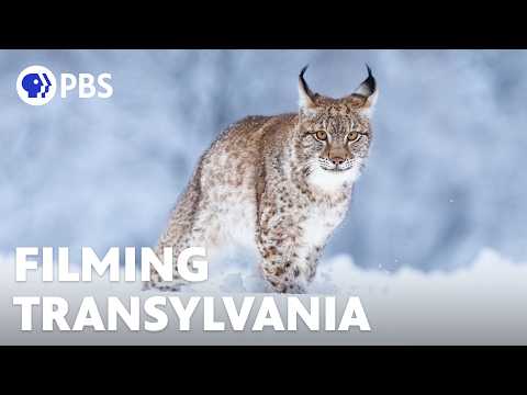 Filming Transylvania’s Elusive Wildlife