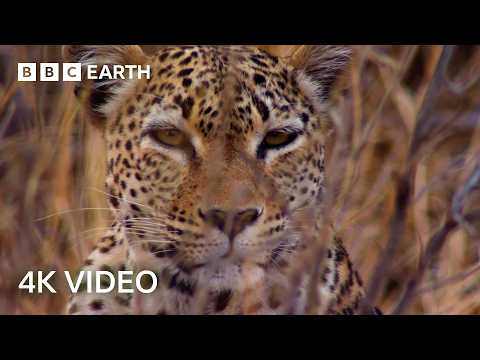 Incredible 4K Nature Scenes Narrated By David Attenborough | BBC Earth