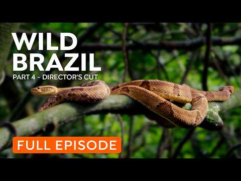 Brazil’s Coastline | Wildlife from Snake Island to Lençóis Maranhenses | Nature Documentary