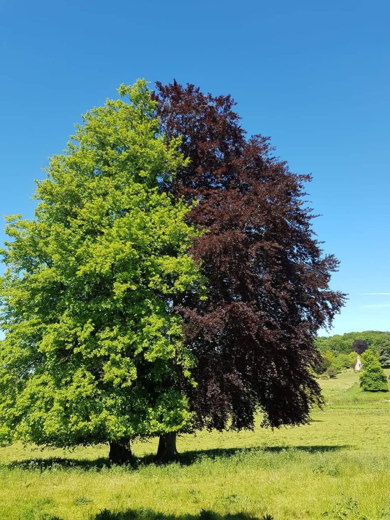 A common and copper beech tree cohabiting