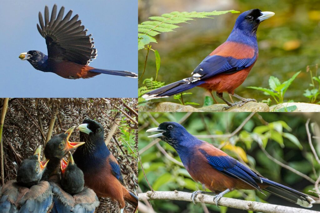 Lidth’s jay (Garrulus lidthi) is only found on a few of the Ryukyu Islands in southwestern Japan. Its existence has been threatened by the introductio…