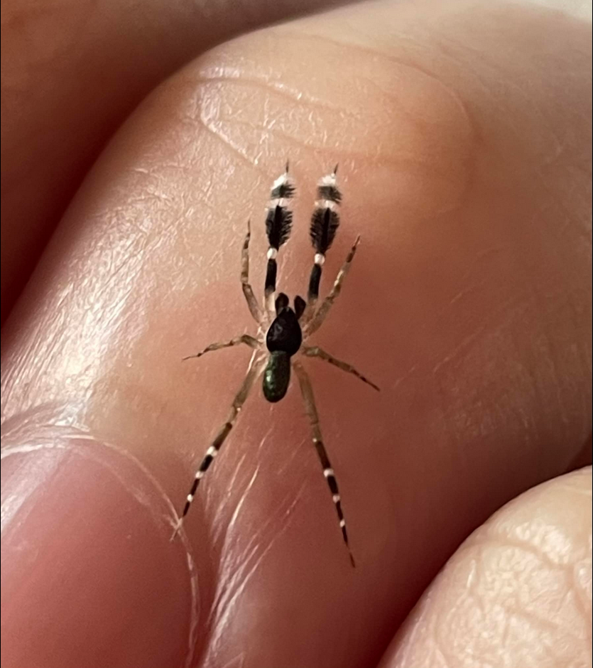 Cycloctenidae Mitten Spider