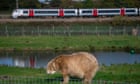 Polar bears are back in Britain. But should they really be living here?