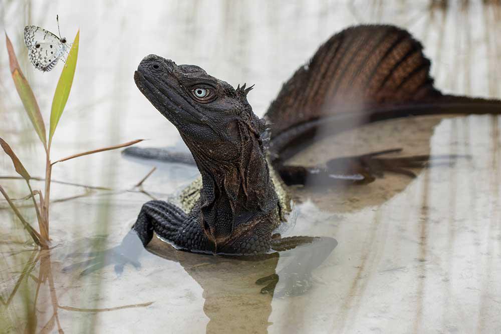 Hydrosaurus, aka the Sailfin Dragon, is found in the rainforests of the Philippines.