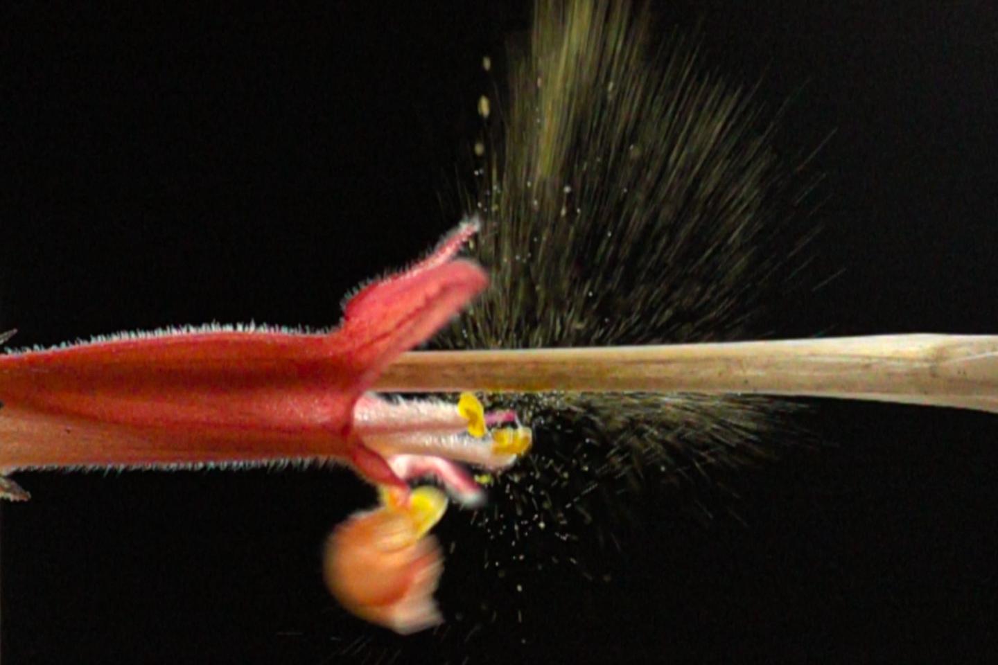 Explosive flower blasts beaks to dislodge rival pollen