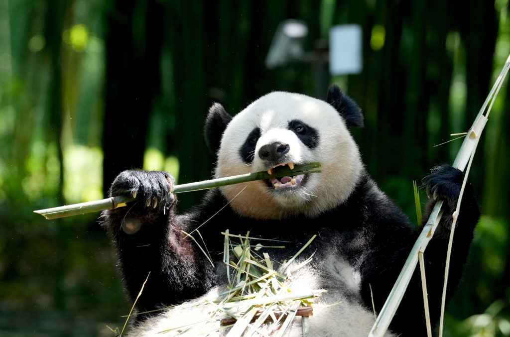 Panda-monium returns to Washington