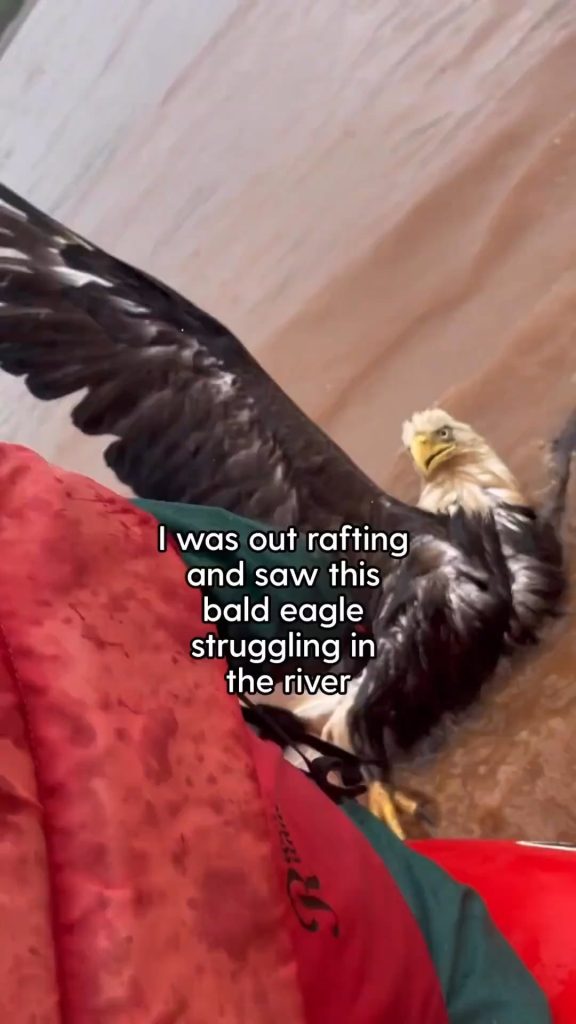 Amazing eagle rescue