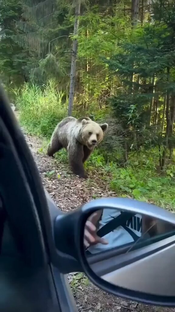 🔥 Here is an example of why you DON’T FEED THE ANIMALS!!! (Specifically the bears.)