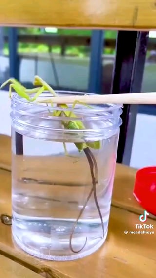 Lowering a Praying Mantis in water to entice the parasites living within.