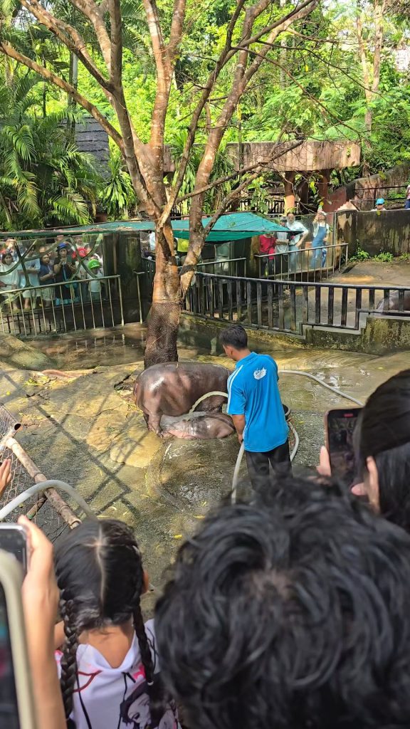 moo deng song unfazed by the hose