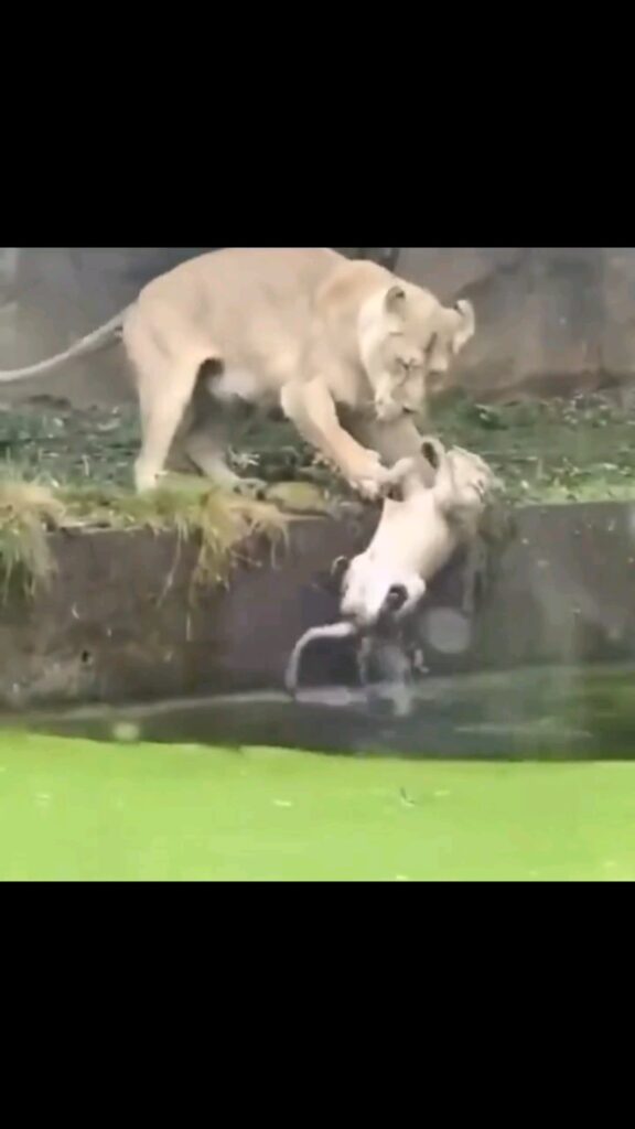 A lion pushes its child without knowing it is water