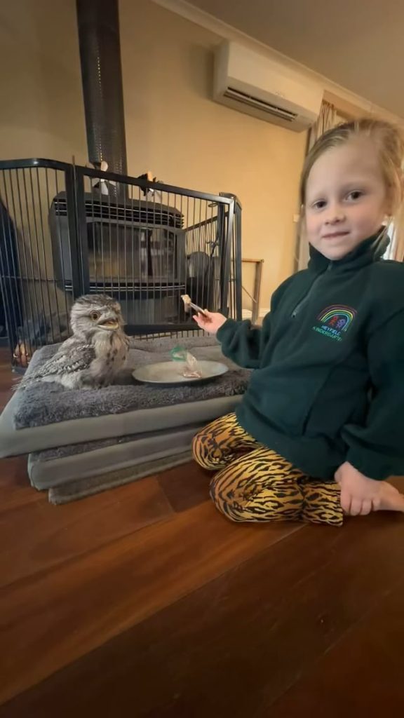 Learning to feed a baby Tawny