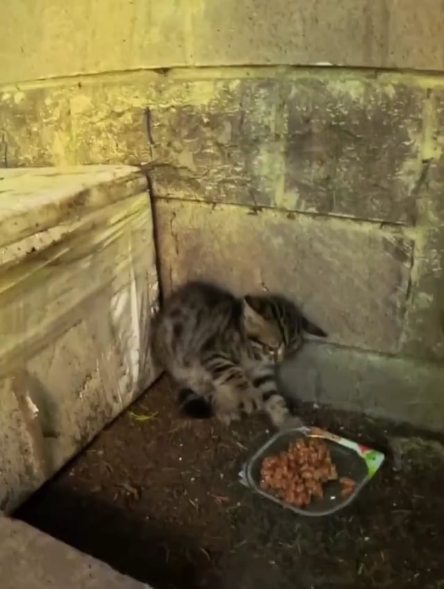 Scared feral kitten trusts a human for the first time