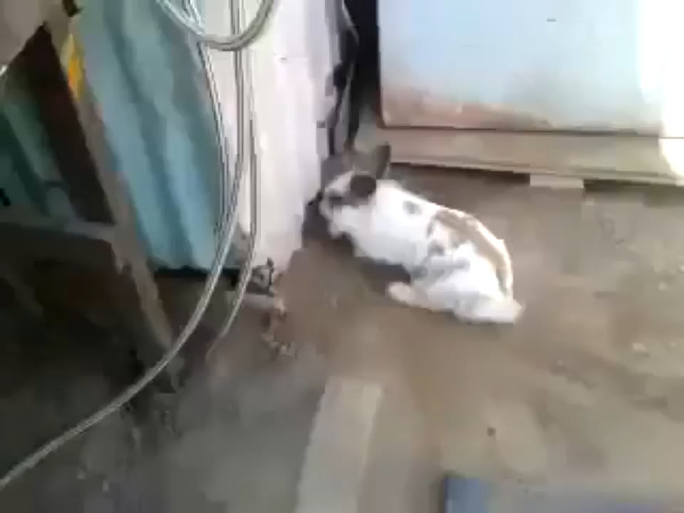 A rabbit saving a cat who couldn’t find its way out