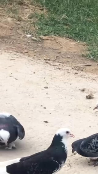 Roller Pigeon spiral dive