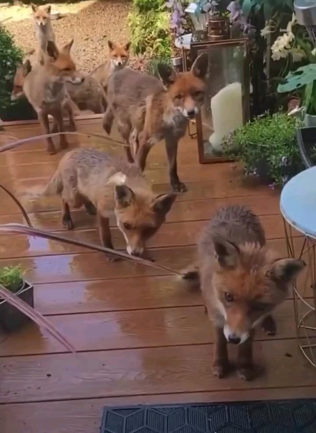 A woman gave a hungry fox food and he came back with friends