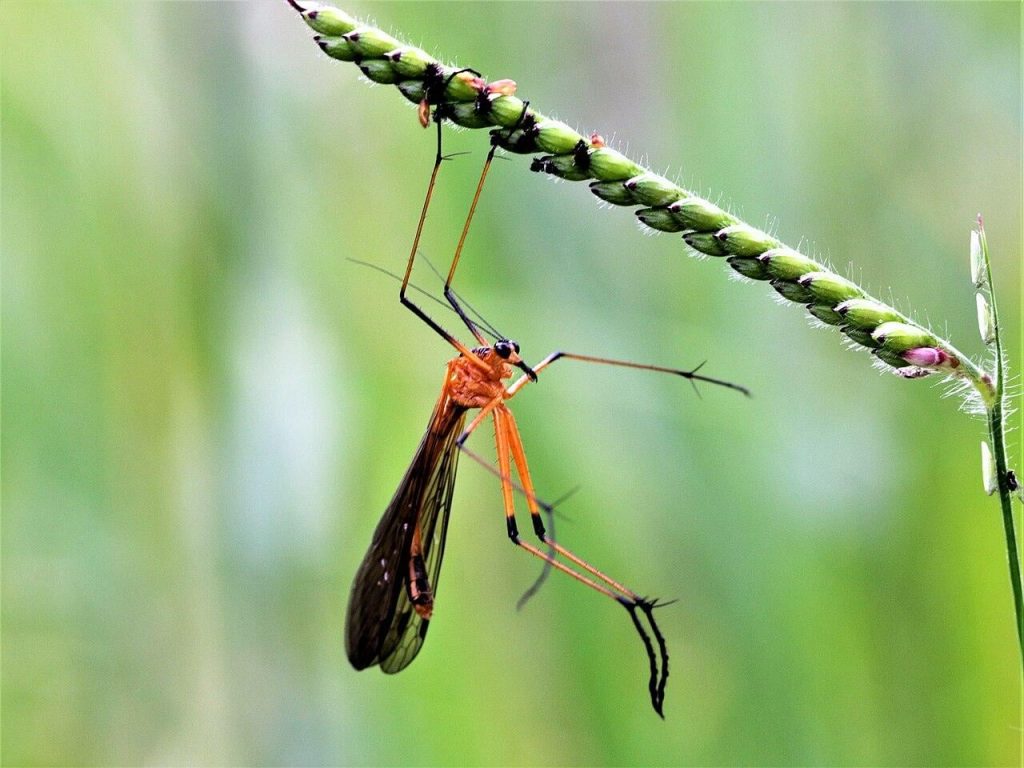 Hanging flies (Harpobittacus sp.) hang from plants and capture prey with their hind legs before sucking them dry. The males present their spoils to a …