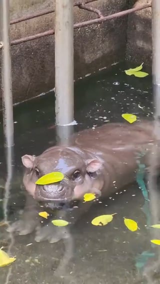 Moo Deng and Her emotional support leaf