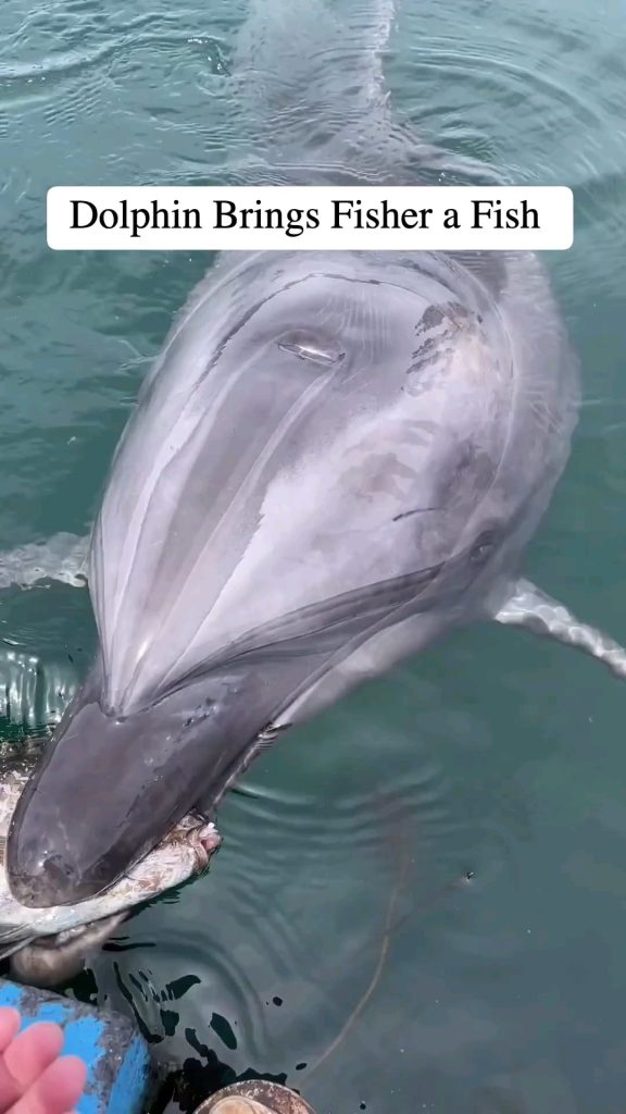 A dolphin gives a fish to someone