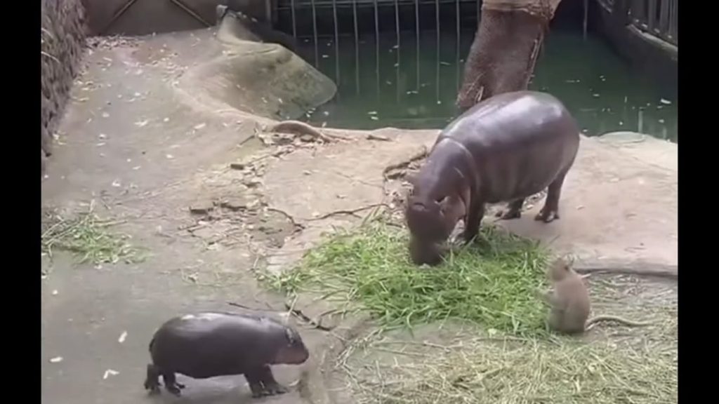 Moo Deng protecting Mom’s food from the wild monkeys