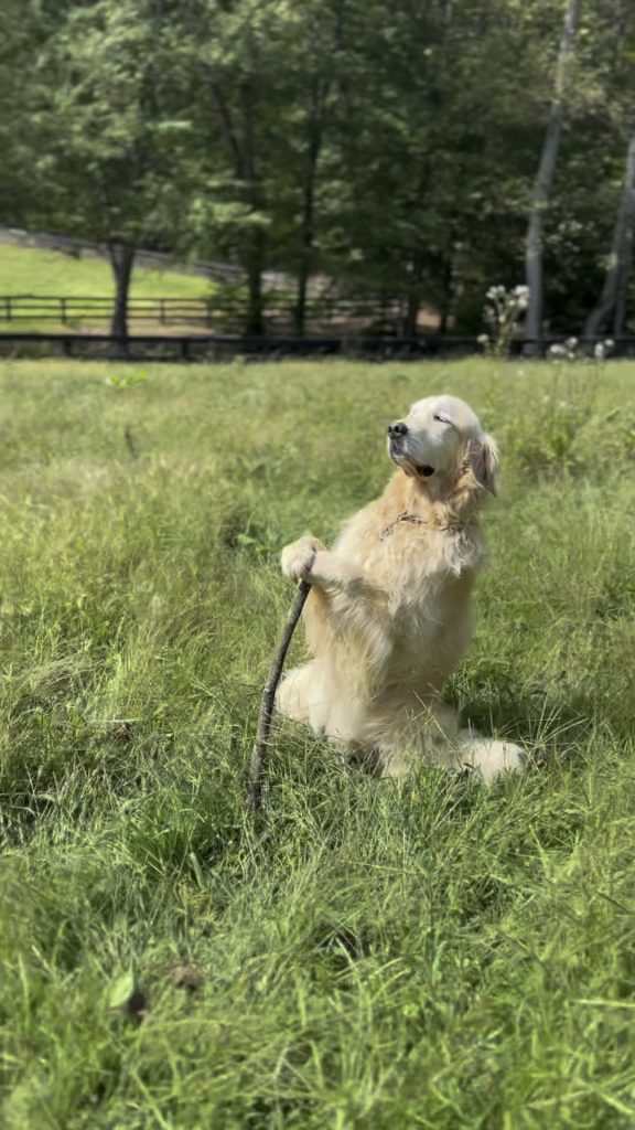 “Gandalf the Golden”