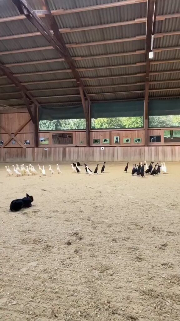 Border Collies segregate ducks by color