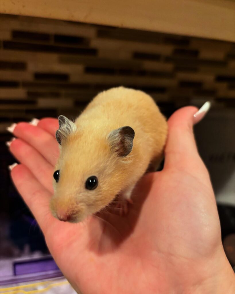 My hamster, Toulouse, letting me hold him for the first time